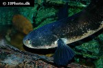 channa marulius channa marulius