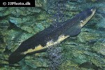 channa marulius channa marulius