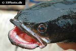 channa marulius channa marulius
