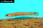 channa marulius channa marulius
