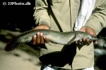 channa marulius channa marulius