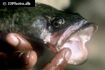 channa marulius channa marulius