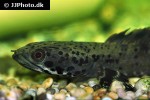 channa ornatipinnis channa ornatipinnis