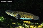 channa ornatipinnis channa ornatipinnis
