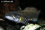 channa ornatipinnis channa ornatipinnis