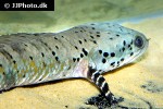channa ornatipinnis channa ornatipinnis