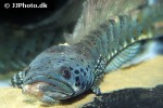 channa ornatipinnis channa ornatipinnis