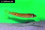 channa pleurophthalma channa pleurophthalma