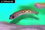 channa pleurophthalma channa pleurophthalma