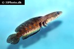 channa pulchra channa pulchra