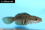 channa pulchra channa pulchra