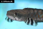 channa pulchra channa pulchra