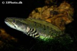 channa pulchra channa pulchra