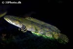 channa pulchra channa pulchra