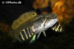 channa pulchra channa pulchra