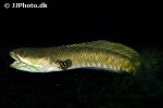 channa pulchra channa pulchra
