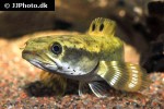 channa pulchra channa pulchra