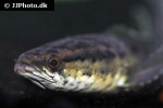 channa punctata channa punctata