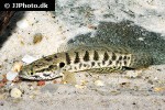 channa punctata channa punctata