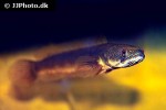channa species chenar spearhead channa species chenar spearhead