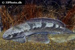 channa species cobalt channa species cobalt