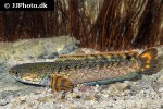 channa species flame fin chocolate channa species flame fin chocolate