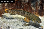 channa species flame fin chocolate channa species flame fin chocolate