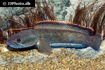 channa species laos fireback channa species laos fireback