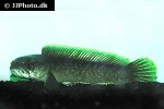 channa species manipur channa species manipur