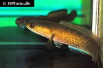 channa species moonbeam galaxy channa species moonbeam galaxy