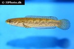 channa species new georgette channa species new georgette