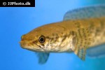 channa species new georgette channa species new georgette