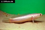 channa species platinum channa species platinum