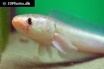 channa species platinum channa species platinum