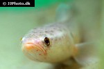 channa species platinum channa species platinum