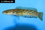 channa stewartii channa stewartii