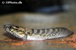 channa stewartii channa stewartii