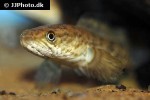 channa stewartii channa stewartii