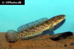 channa stewartii channa stewartii