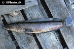 channa striata channa striata