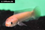 channa striata albino channa striata albino