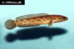 channa umangi channa umangi