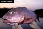 lutjanus agennes lutjanus agennes