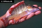 lutjanus agennes lutjanus agennes