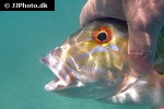 lutjanus analis lutjanus analis