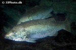 lutjanus argentimaculatus lutjanus argentimaculatus