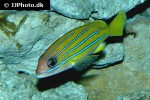 lutjanus bengalensis lutjanus bengalensis