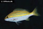 lutjanus bengalensis lutjanus bengalensis