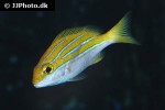 lutjanus bengalensis lutjanus bengalensis