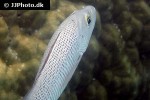 lutjanus bohar lutjanus bohar